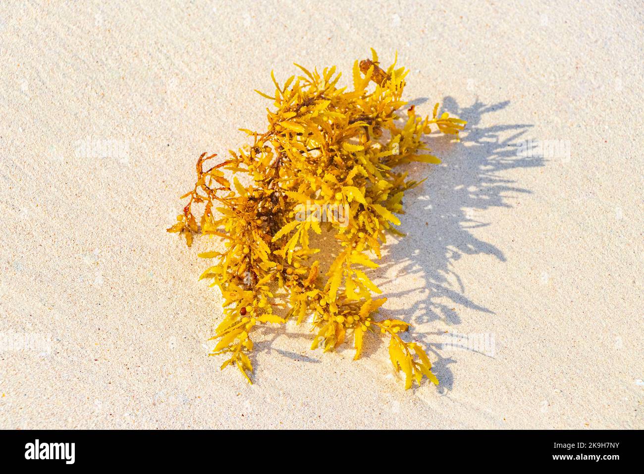 Yellow red orange seaweed seagrass sargazo at tropical mexican beach in