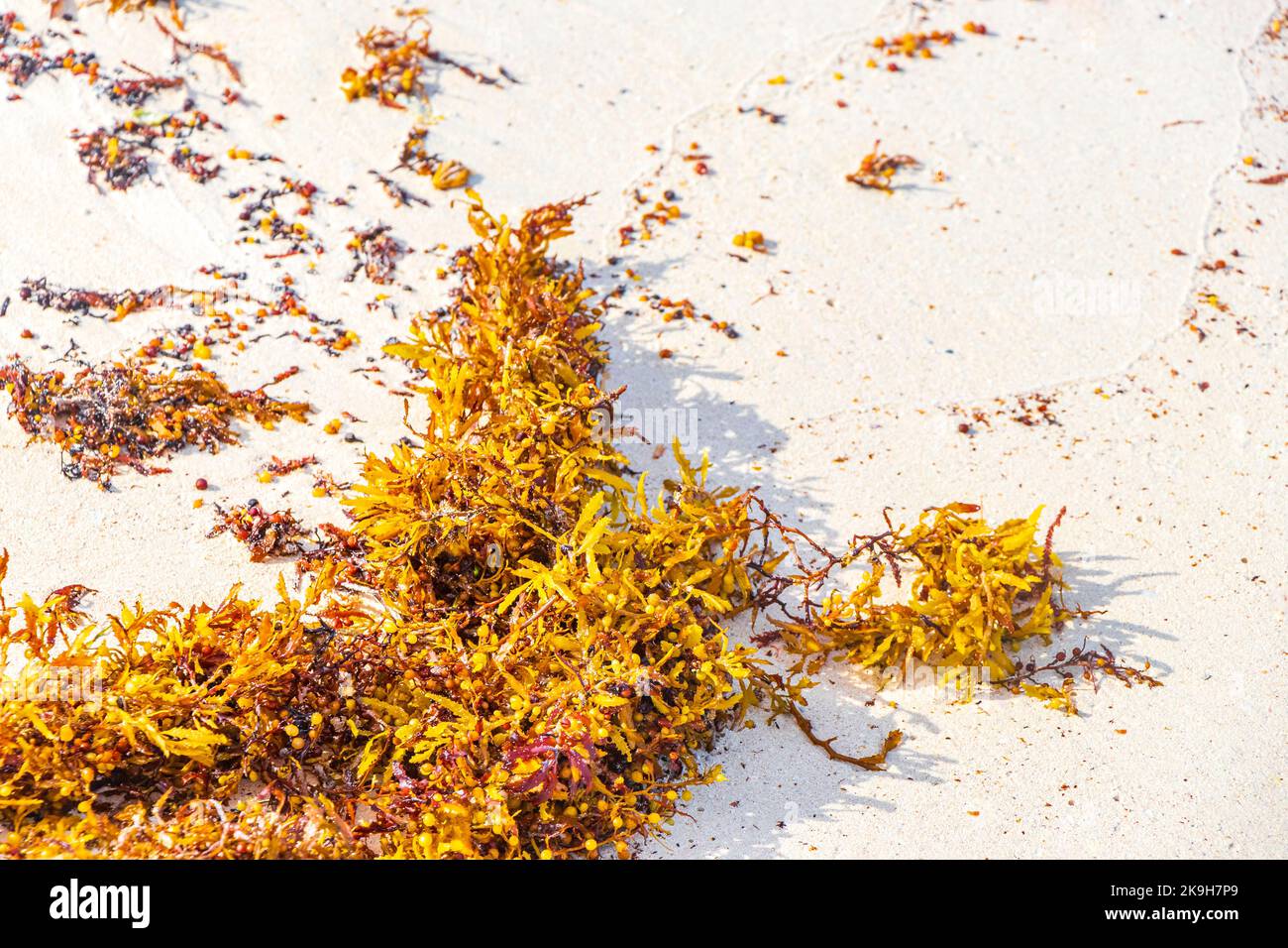 Yellow red orange seaweed seagrass sargazo at tropical mexican beach in