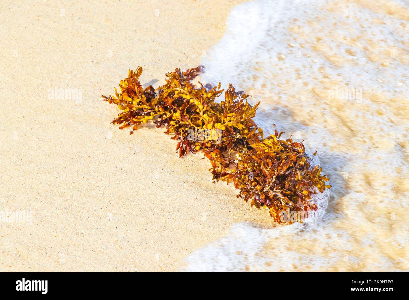 Yellow red orange seaweed seagrass sargazo at tropical mexican beach in