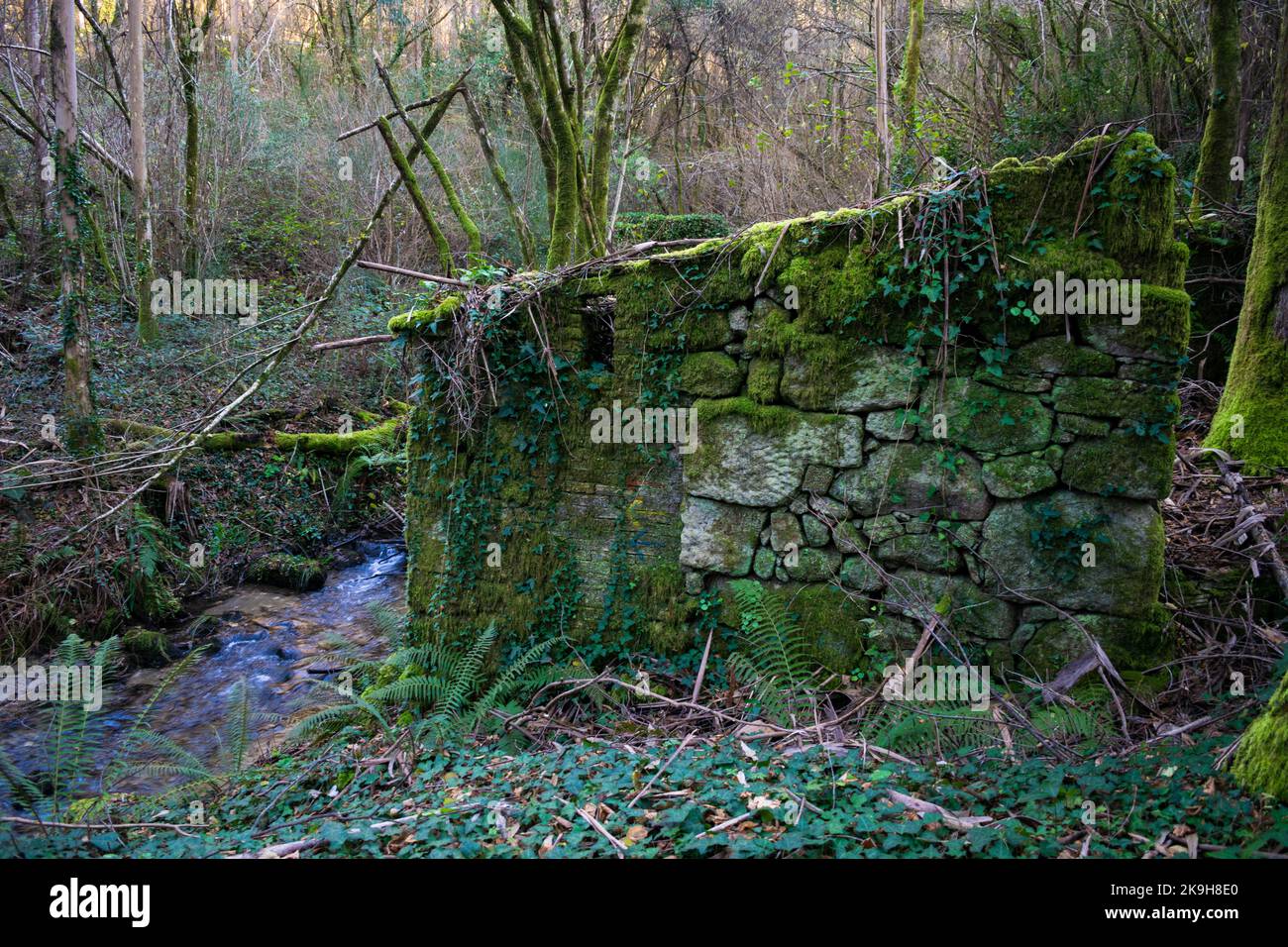 Old abandoned house overgrown with vegetation in the forest Stock Photo