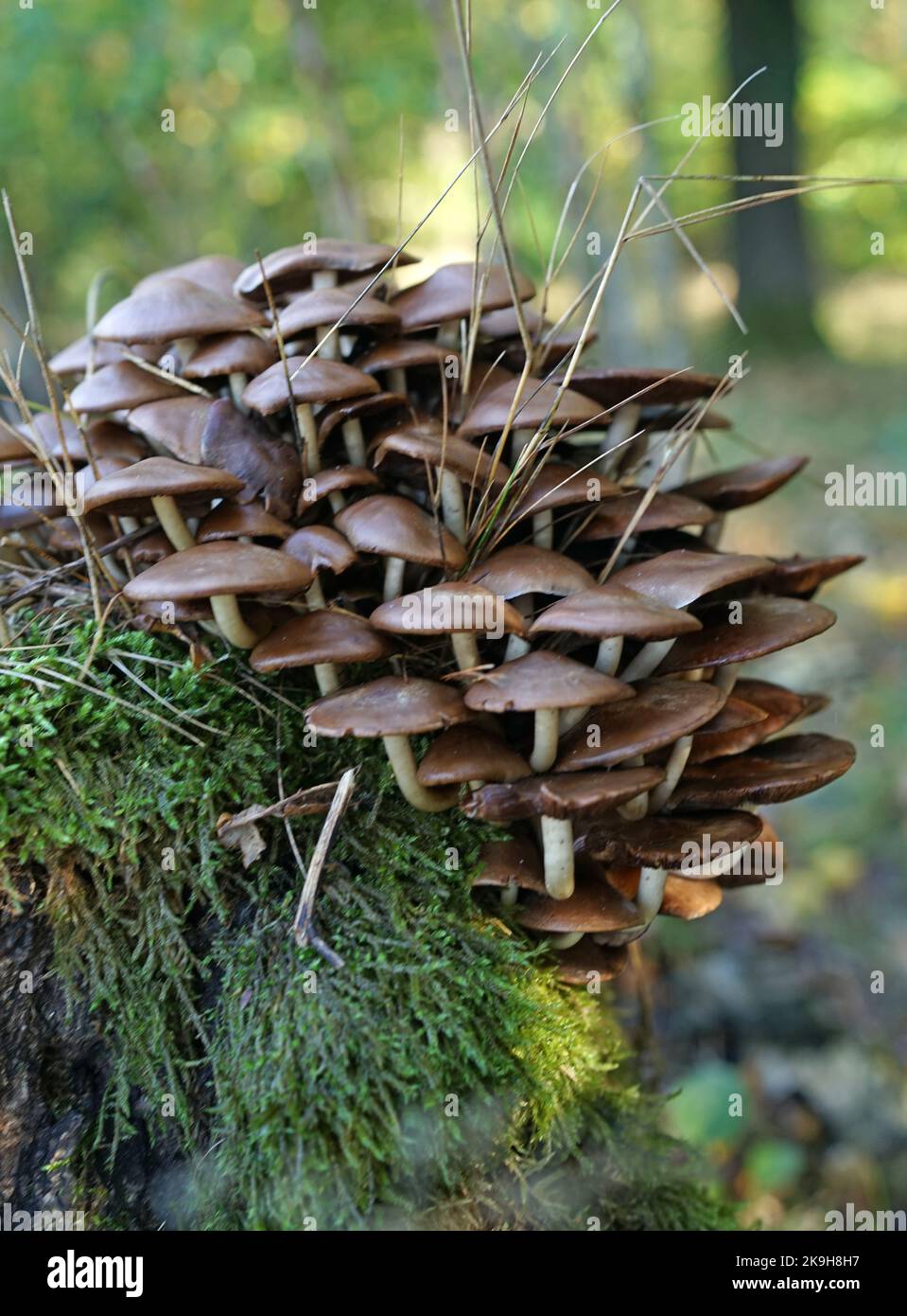 A large cluster of Psathyrella mushrooms growing on a tree trunk in a wood in the Netherlands Stock Photo