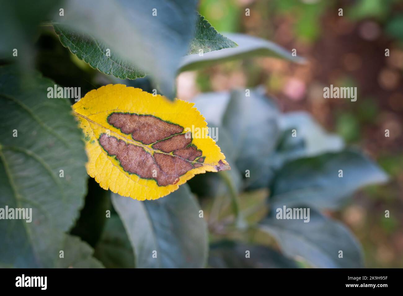 spot on the leaves of an alternaria on a sick apple tree. Rust and bacterial brown spotting on the leaf of a columnar apple tree. Stock Photo