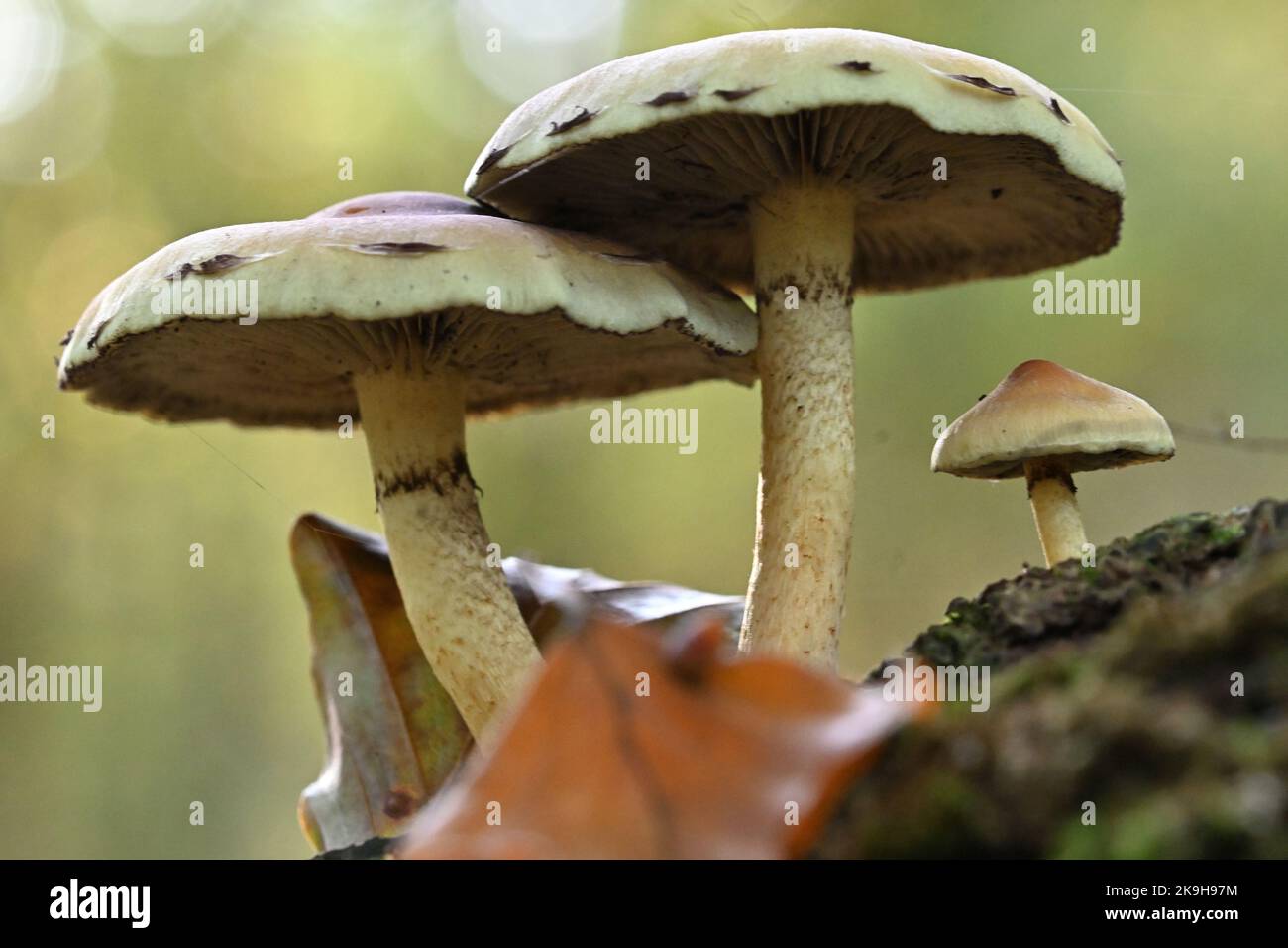 Pilze im Wald Stock Photo - Alamy