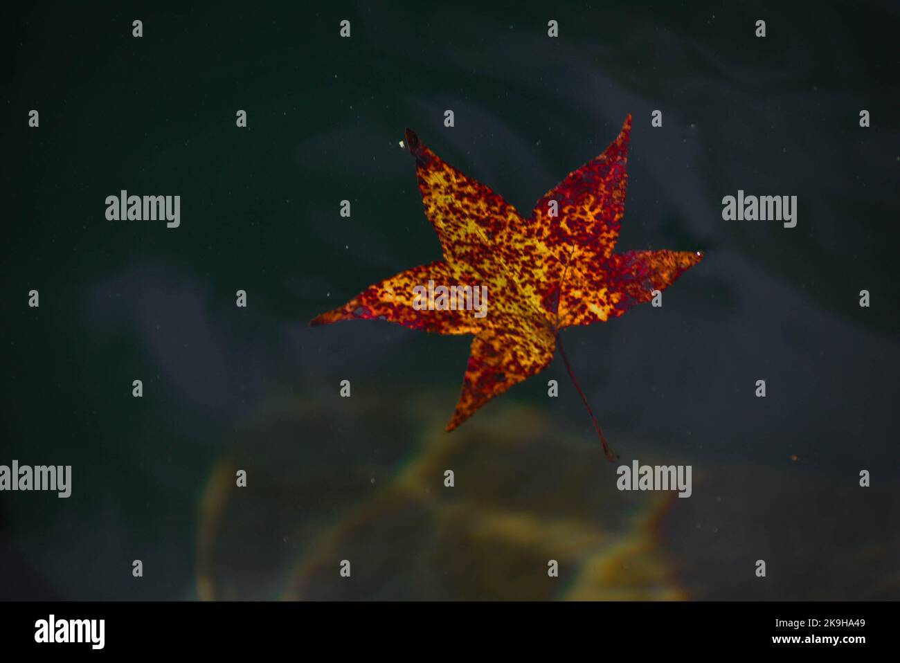 picture of leaf floating in a river Stock Photo - Alamy