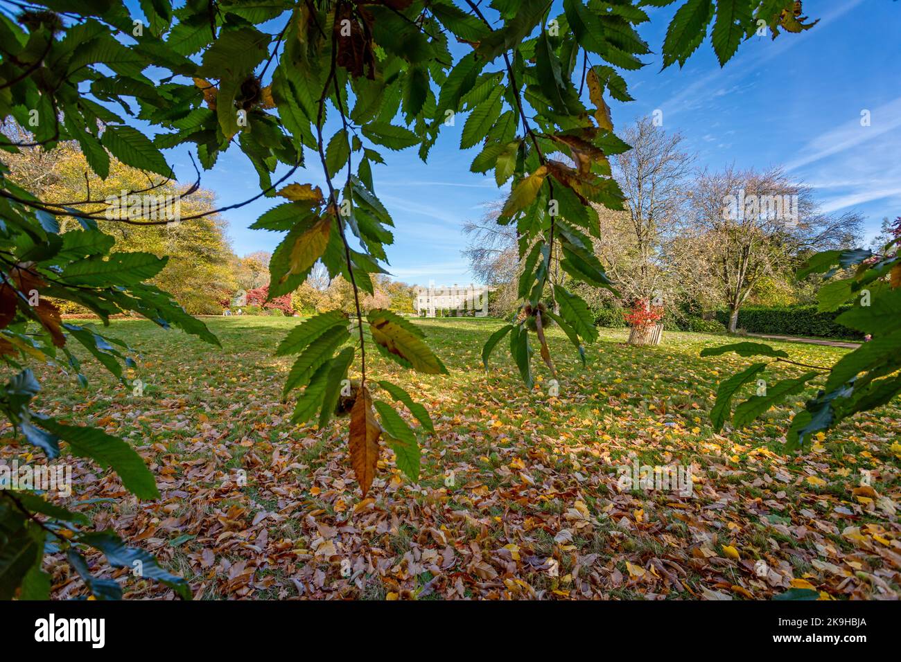 Stourhead House seen from the gardens framed by a tree with vibrant autumn, fall leaves and foliage at Stourton, Wiltshire, UK on 28 October 2022 Stock Photo