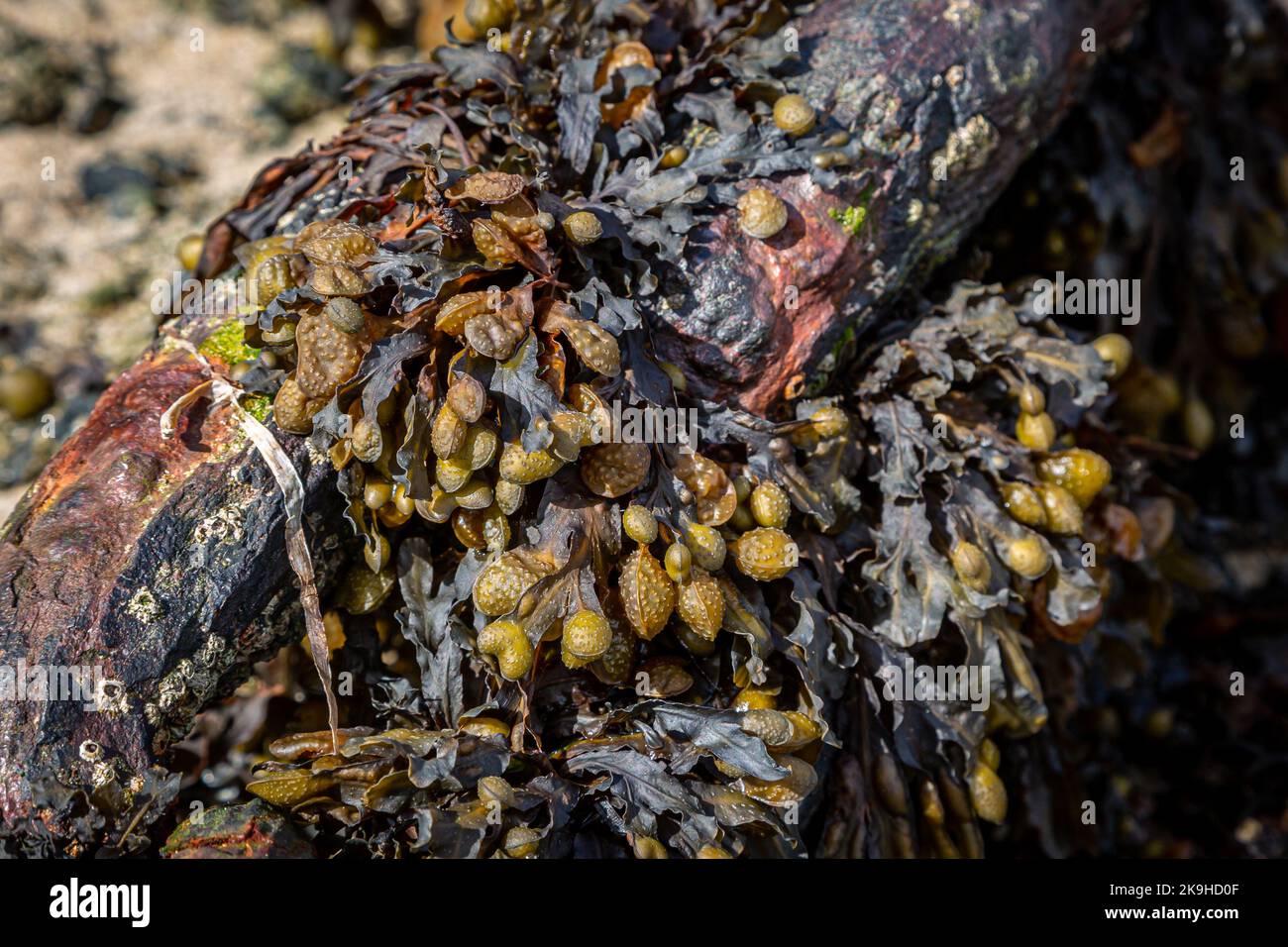 Seaweed washed up on the shore over a rusty metal structure Stock Photo