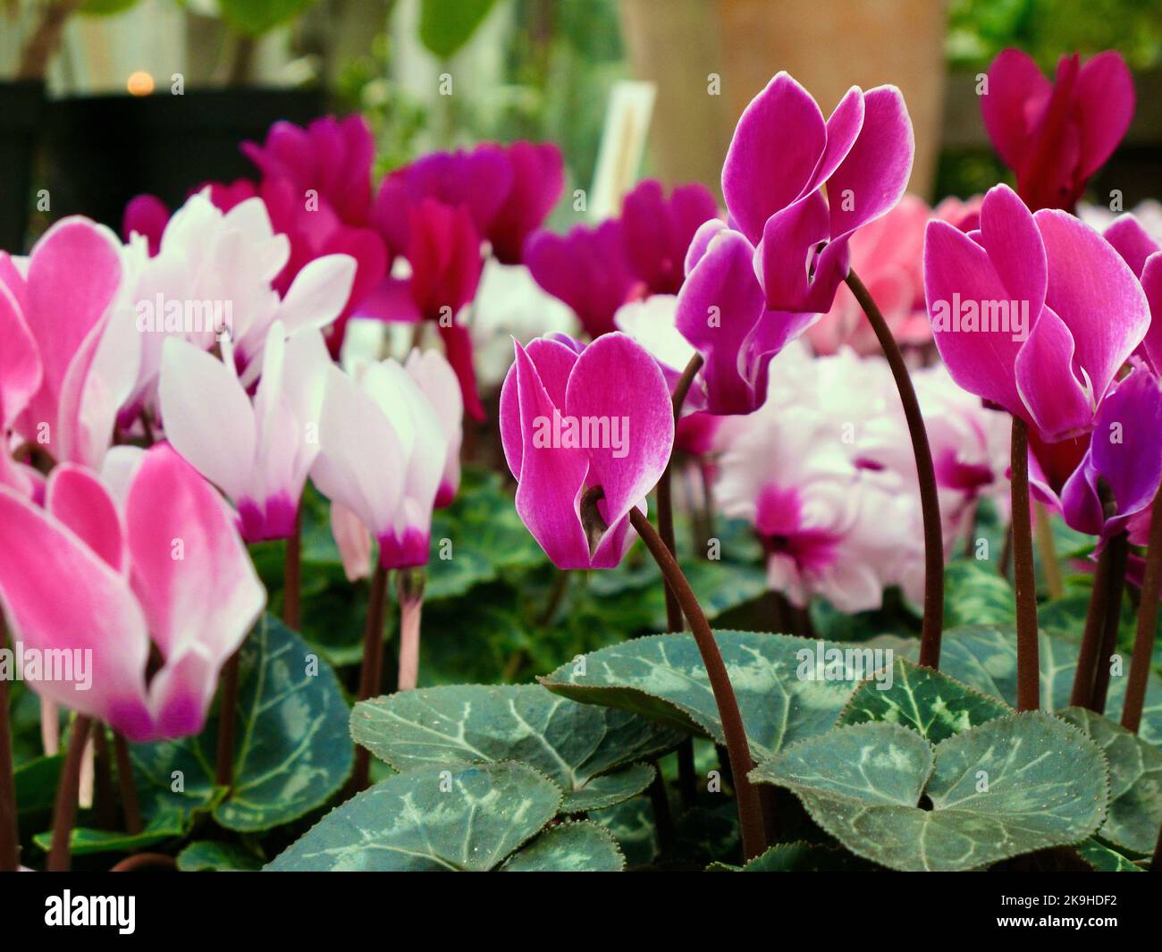 Potted cyclamen plants with pale pink and purple flowers and green marbled leaves for sale in autumn. Stock Photo
