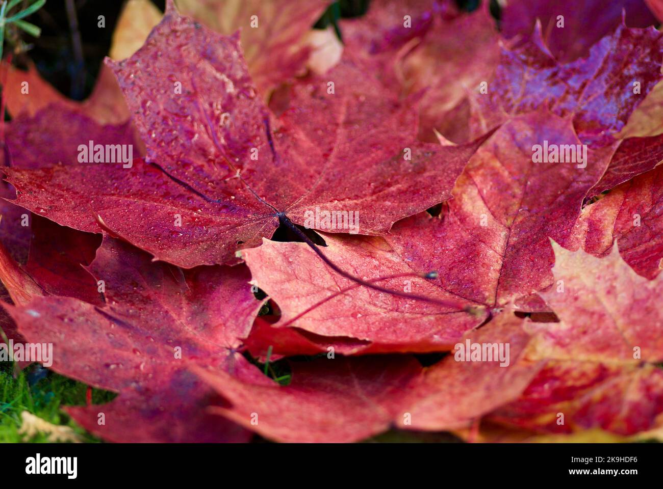 Close up of wet red maple leaves laying on the ground in autumn. Stock Photo