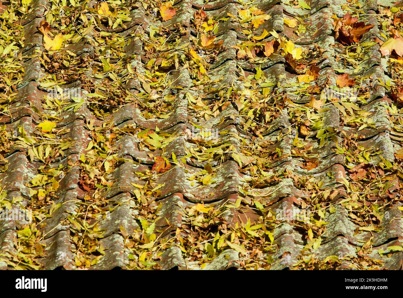 Lots of fallen yellow autumn leaves laying on an old tile roof Stock ...