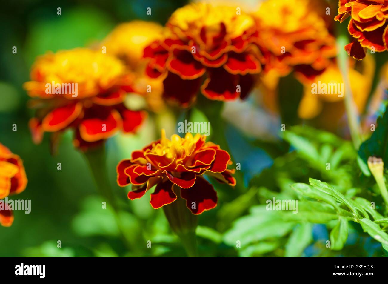 Close up of yellow and orange colored blooming Marigold plants in flower bed in summer. Stock Photo