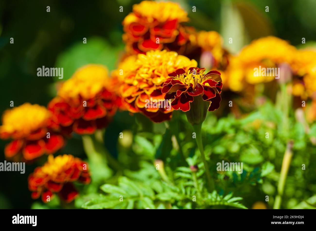Close up of yellow and orange colored blooming Marigold plants in flower bed in summer. Stock Photo