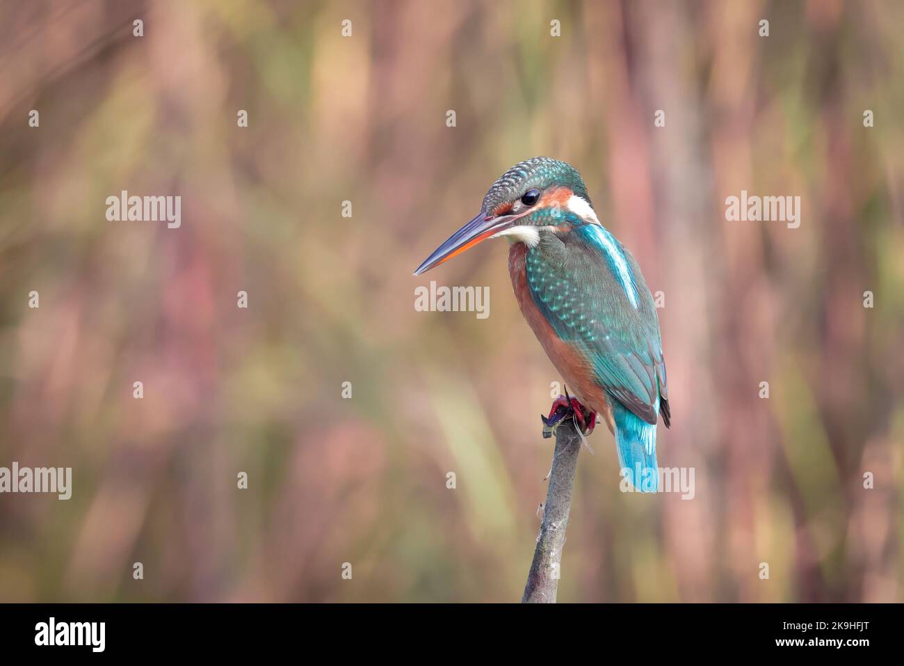 The common kingfisher (Alcedo atthis), also known as the Eurasian kingfisher and river kingfisher. Stock Photo