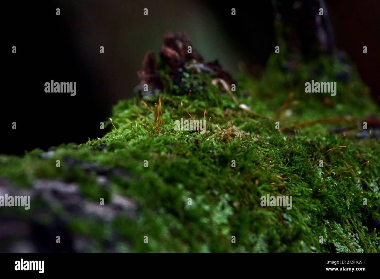 Close-up photograph of moss with sporangium on a tree branch Stock Photo