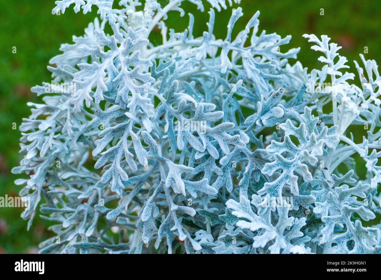 Winter Silberblatt mit geweihartigen silbernen Blättern Stock Photo