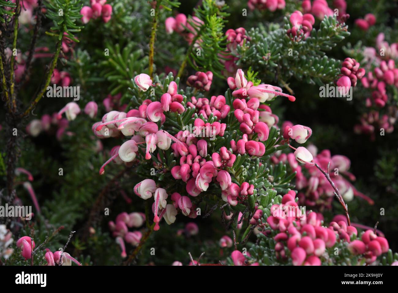 Grevillea lanigera,'Mount Tamboritha', Proteaceae family,Woolly grevillea, from Australia.Growing in the sub-tropical Abbey Gardens on the Island of T Stock Photo