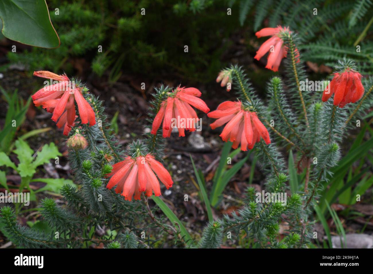 Heath, Erica cerinthoides, epicaceae,from South Africa.Growing in the sub-tropical Abbey Gardens on the Island of Tresco in the Isles of Scilly archip Stock Photo
