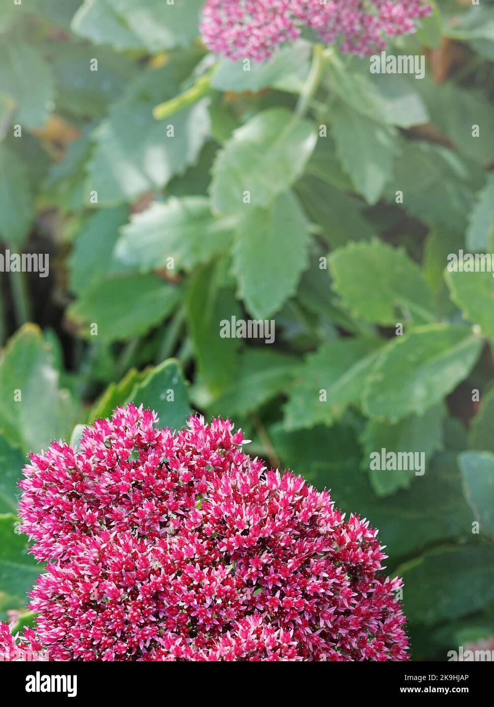 Pink Sedum flower close-up. Macro photography of pink Hylotelephium spectabile on green background. Stock Photo