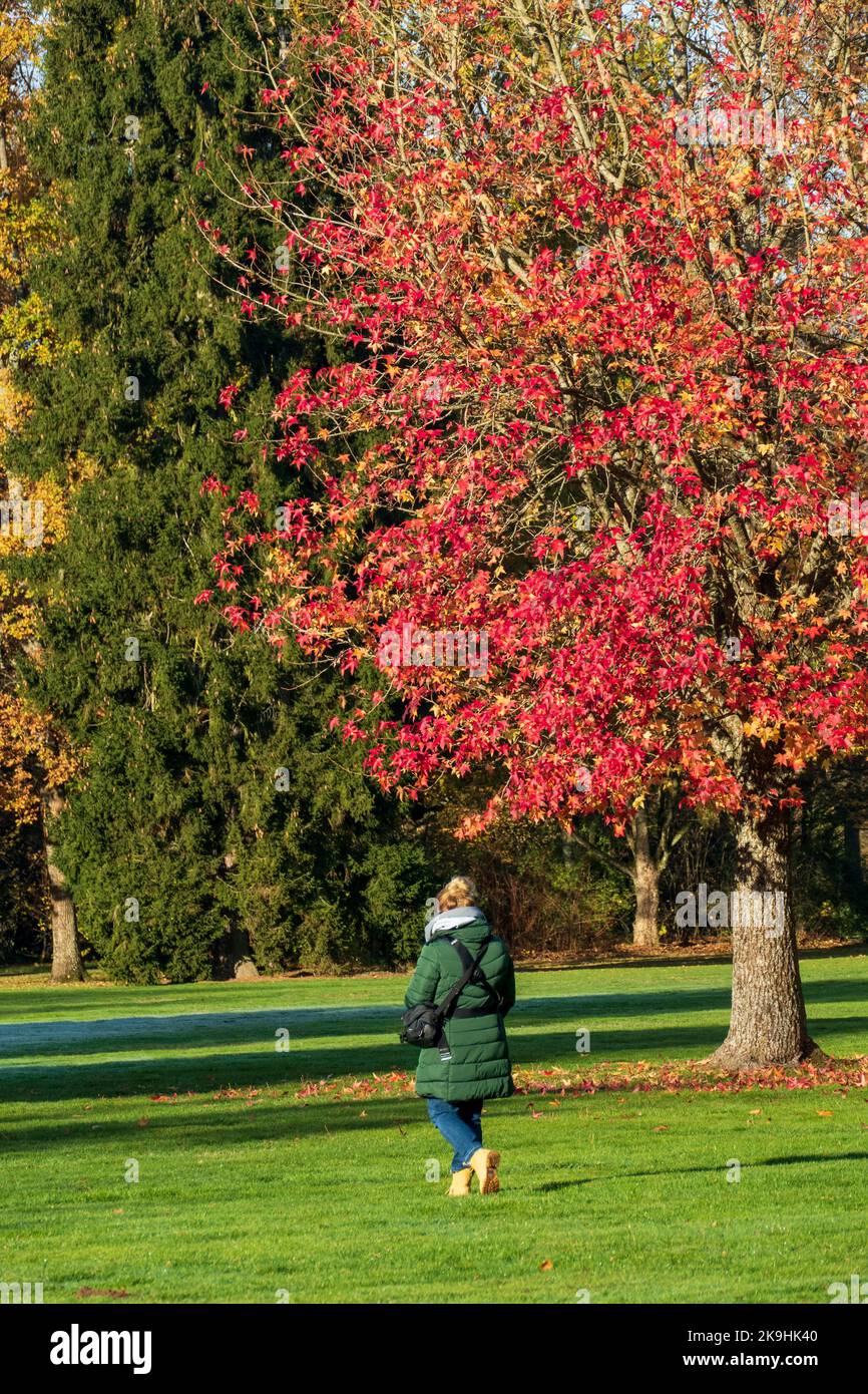 Frau mit dicker Jacke läuft in einem Park spazieren Stock Photo