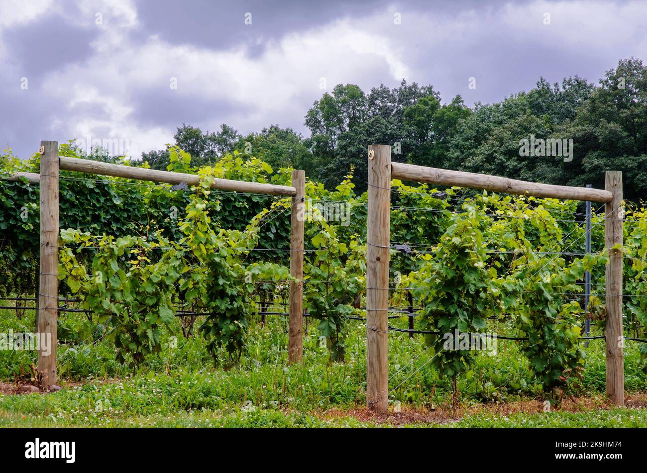 Vine "Infrastructure" is show with the wood log supports and trellising