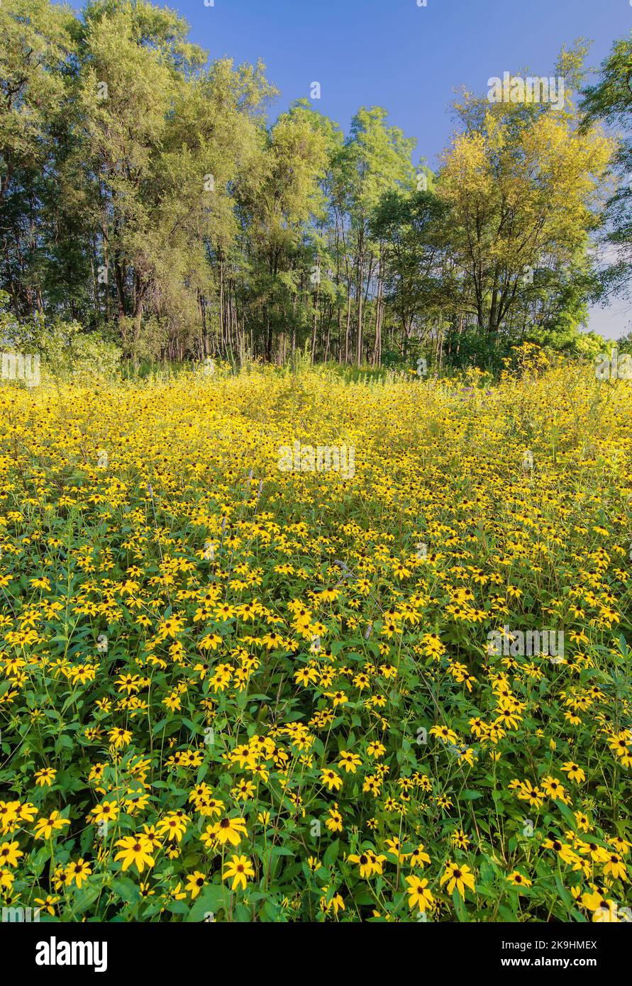 A field of Black-Eyed Susan wildflowers fill the eye's view at Rock Run Forest Preserve in Will County, Illinois Stock Photo