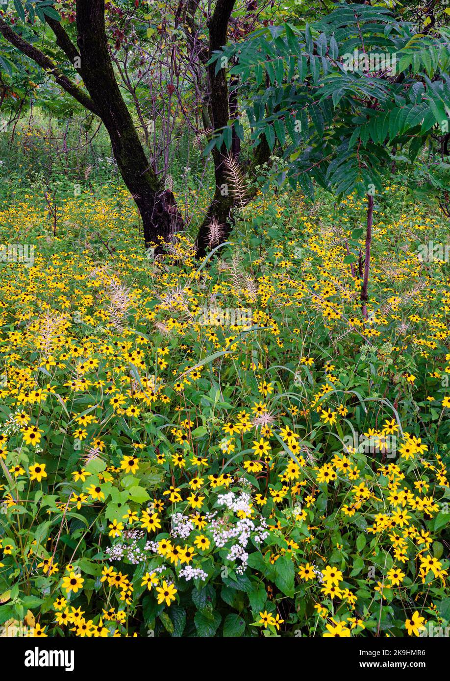 Black Eyed Susan's fill the forest floor where there's enough light for them to proliferate, Rock Run Forest Preserve, Will County, Illinois Stock Photo