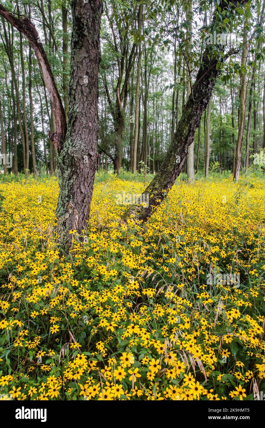 Black Eyed Susan flowers cover the ground at the edge of a copse of trees at Rock Run Forest Preserve, Will County, Illinois Stock Photo