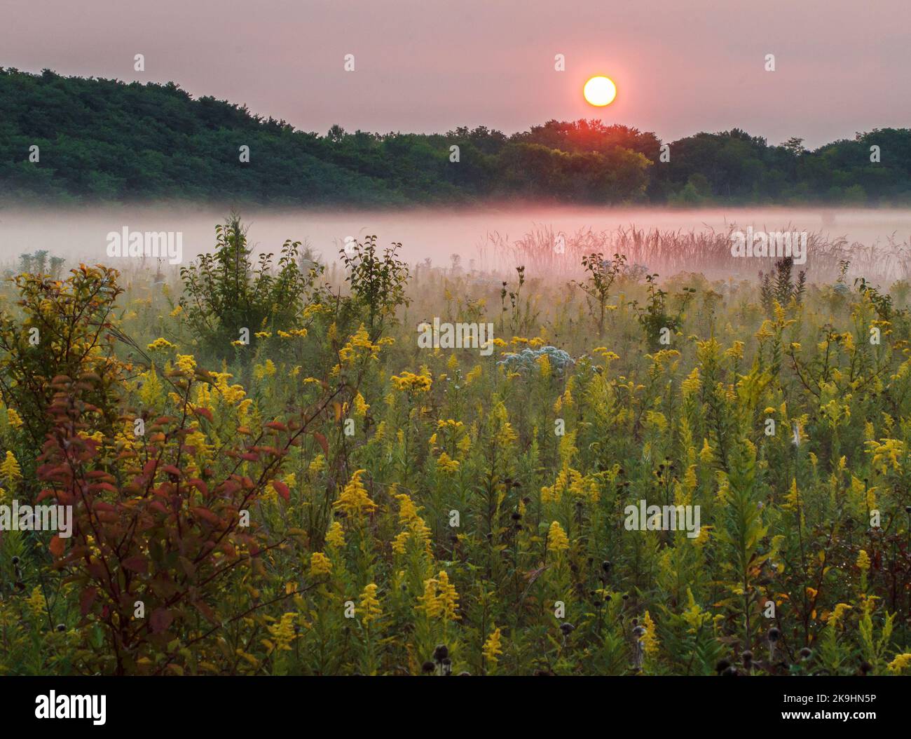 Sunrise light turns morning mist pink at Springbrook Prairie Forest ...