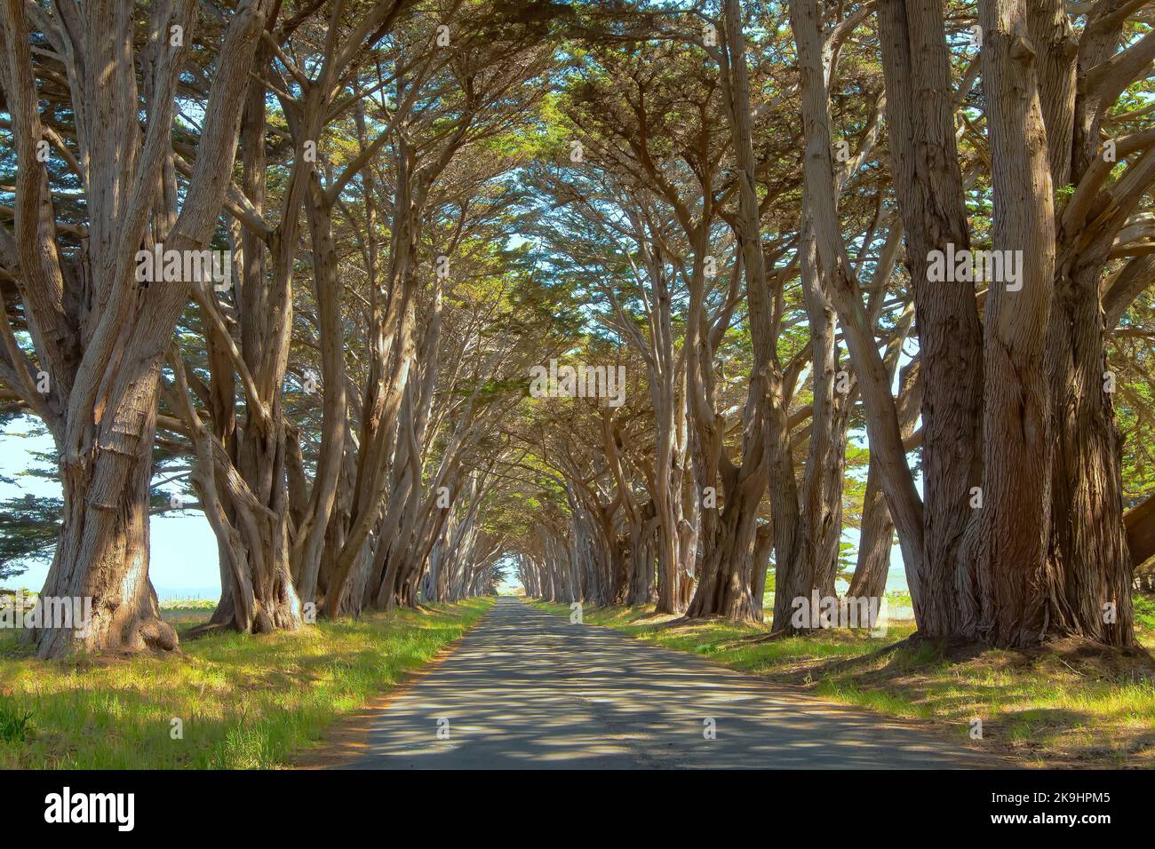 Point Ryes Trees Cypress trees tunnel, Point Reyes National Seashore, California, United ...