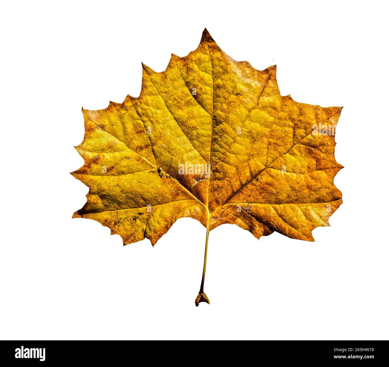Cut out yellow autumn maple leaf - White background Stock Photo - Alamy