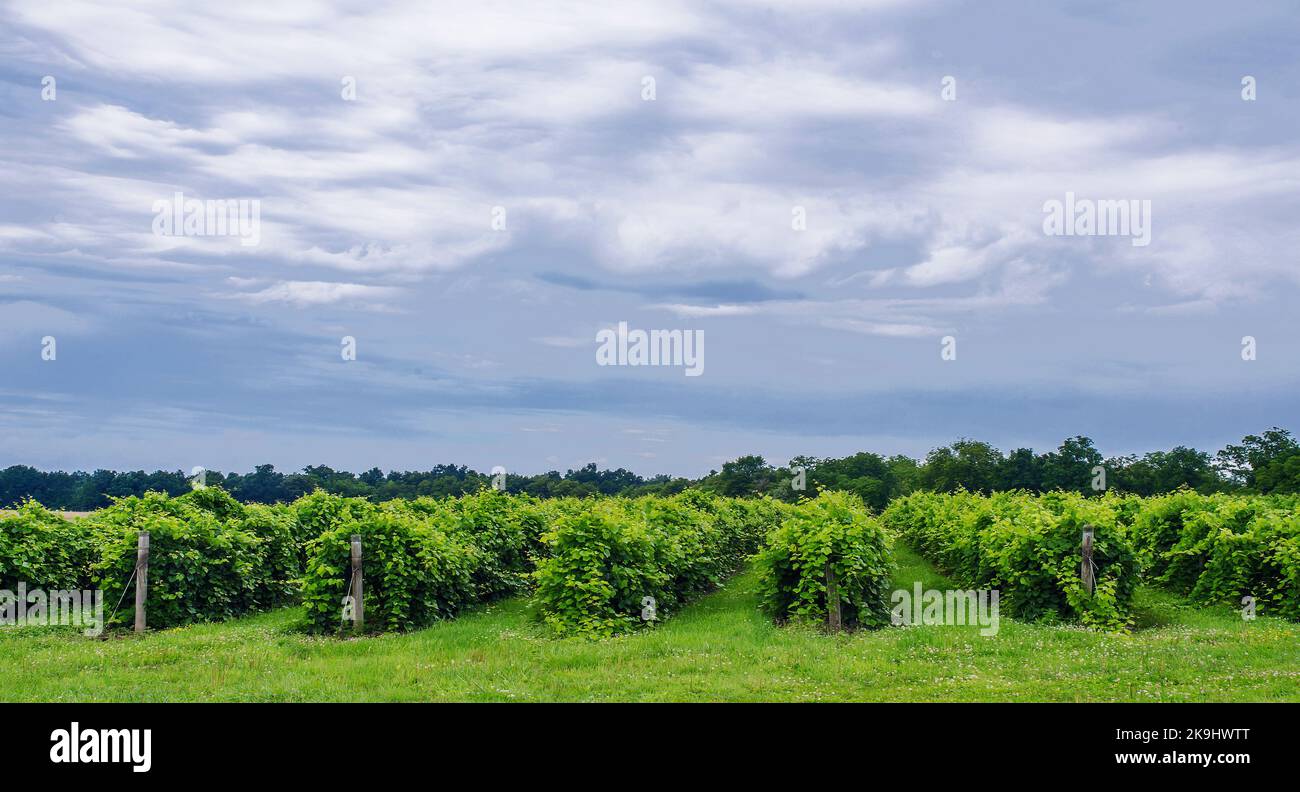 Rows of grape vines, in this case Riesling, grow in upstate New York