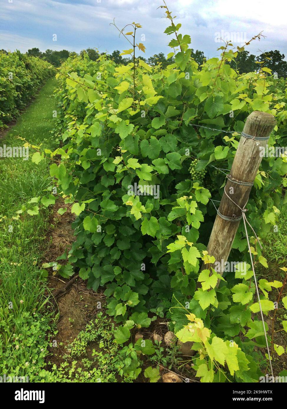 Grape Vines grow at Boundry Breaks Vineyard in Seneca County, New York