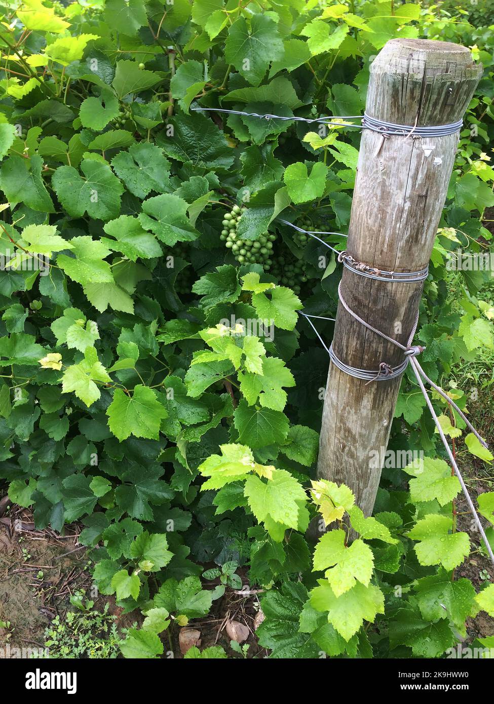 Grape Vines, Grapes and Vine Post are shown at the end or a vine row