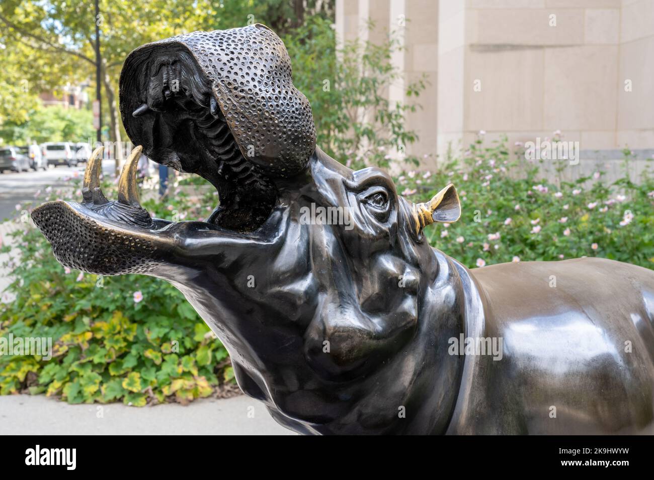 Washington, DC - Sept. 8, 2022: Close up on the head of the George Washington University bronze sculpture of a River Horse, or hippopotamus, that is o Stock Photo