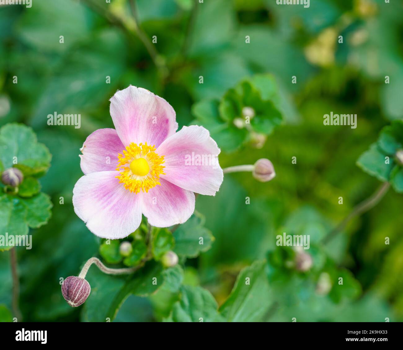 beautiful pink Anemone flower Eriocapitella tomentosa close up in a garden showing the yellow stamen and pistil Stock Photo