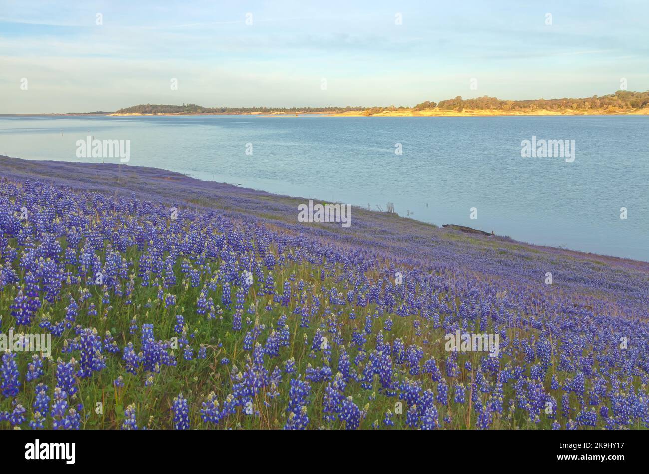 Sky lupines, Lupinus nanus, bloom in early spring along the shore of  Lake Folsom, Sacramento, California. Stock Photo