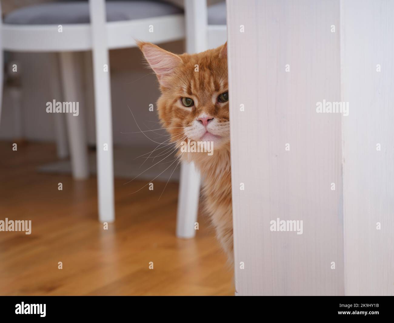 A red Maine coon cat peeking from behind a pillar in a dining room. Close up. Stock Photo