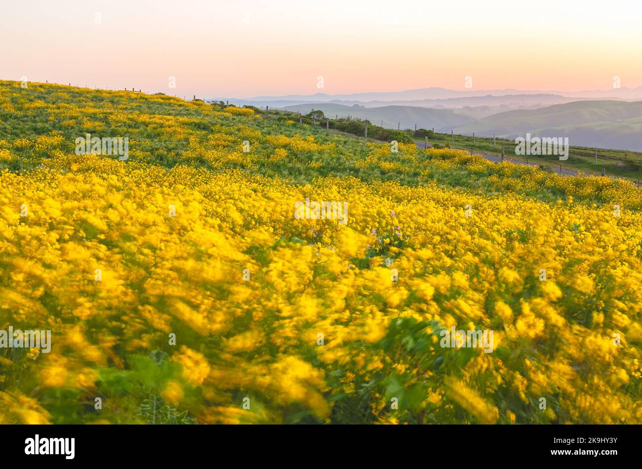 Sunrise over field of blooming mustard wildflowers at Point Reyes National Seashore, California, USA. Stock Photo