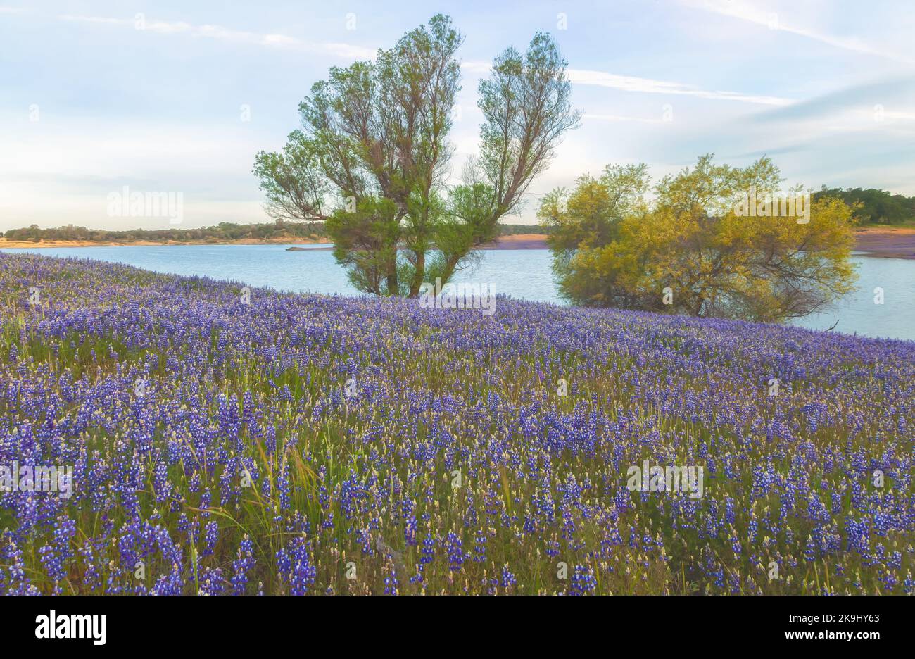 Sky lupines, Lupinus nanus, bloom in early spring along the shore of Lake Folsom, Sacramento, California. Stock Photo