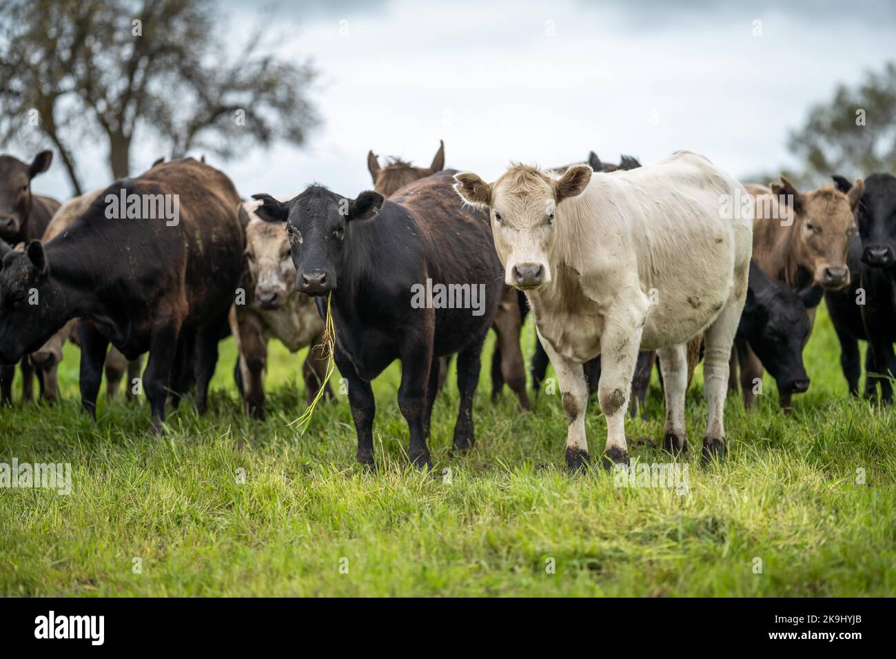 Zimbabwe farm dairy cattle hires stock photography and images Alamy