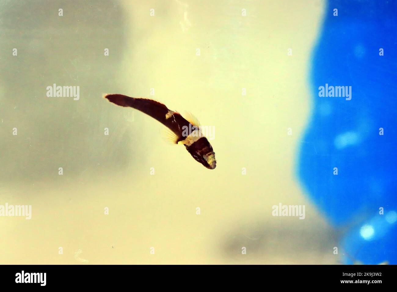 Rare image of Splechtna's goby fish - DIDOGOBIUS SPLECHTNAI Stock Photo