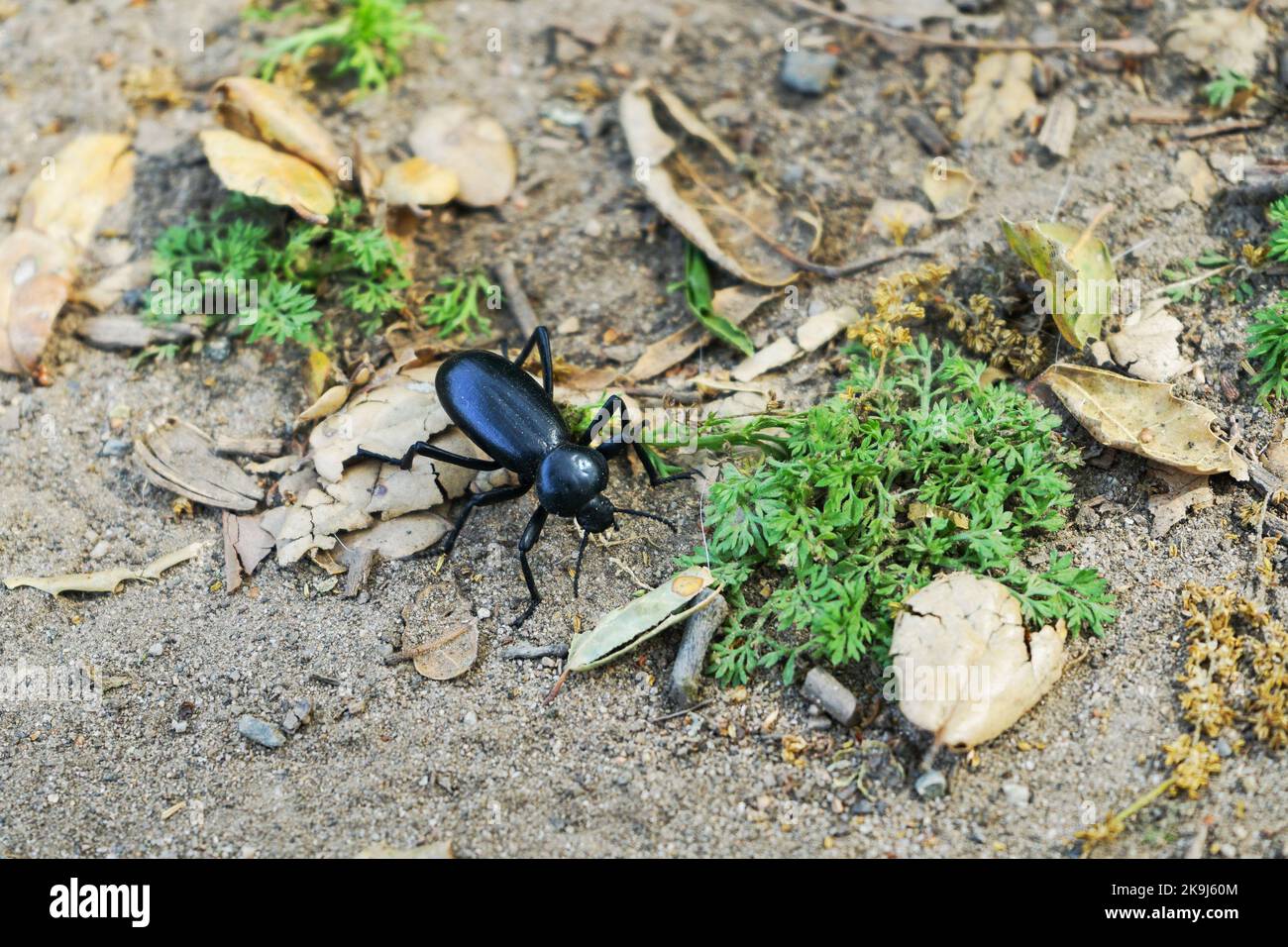 Desert Stink Beetle crawling alongside a hiking trail. Stock Photo