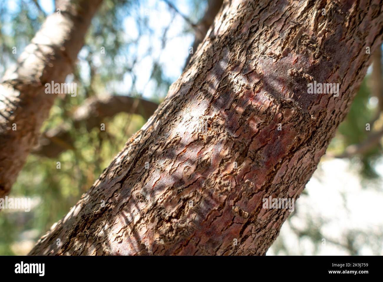 5. Brown tree facing right Stock Photo Alamy