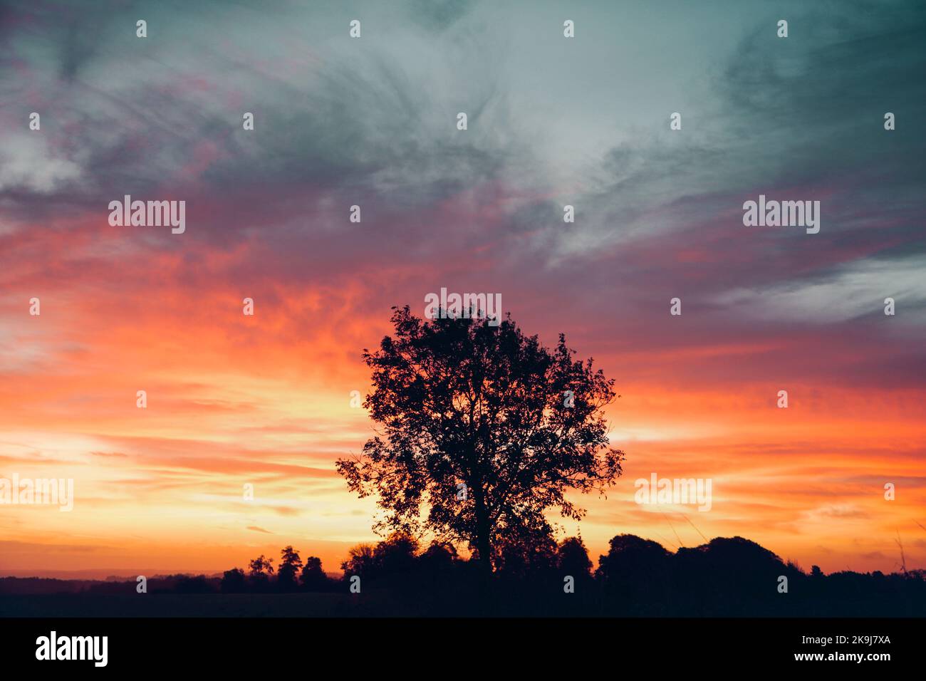 Tree silhouettegey sky hi-res stock photography and images - Alamy