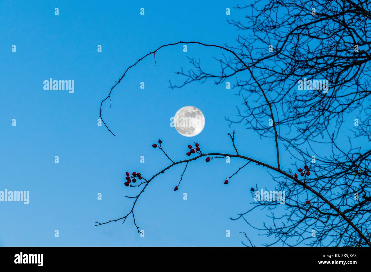Vogel silhouette zweig hi-res stock photography and images - Alamy