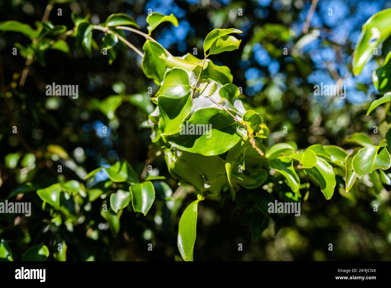 tropical plants growing in the wild and national park in queensland in spring Stock Photo