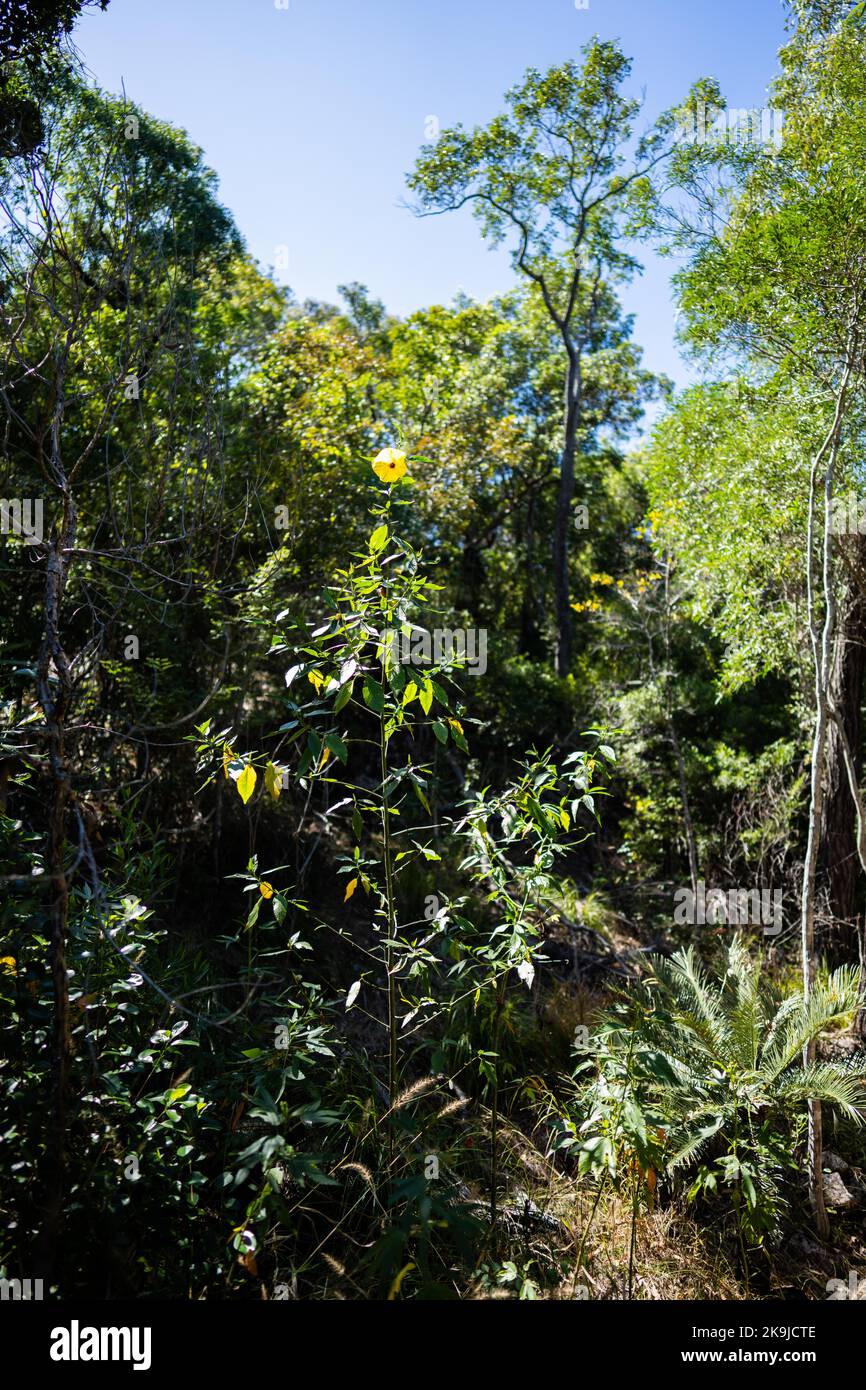 tropical plants growing in the wild and national park in queensland in spring Stock Photo