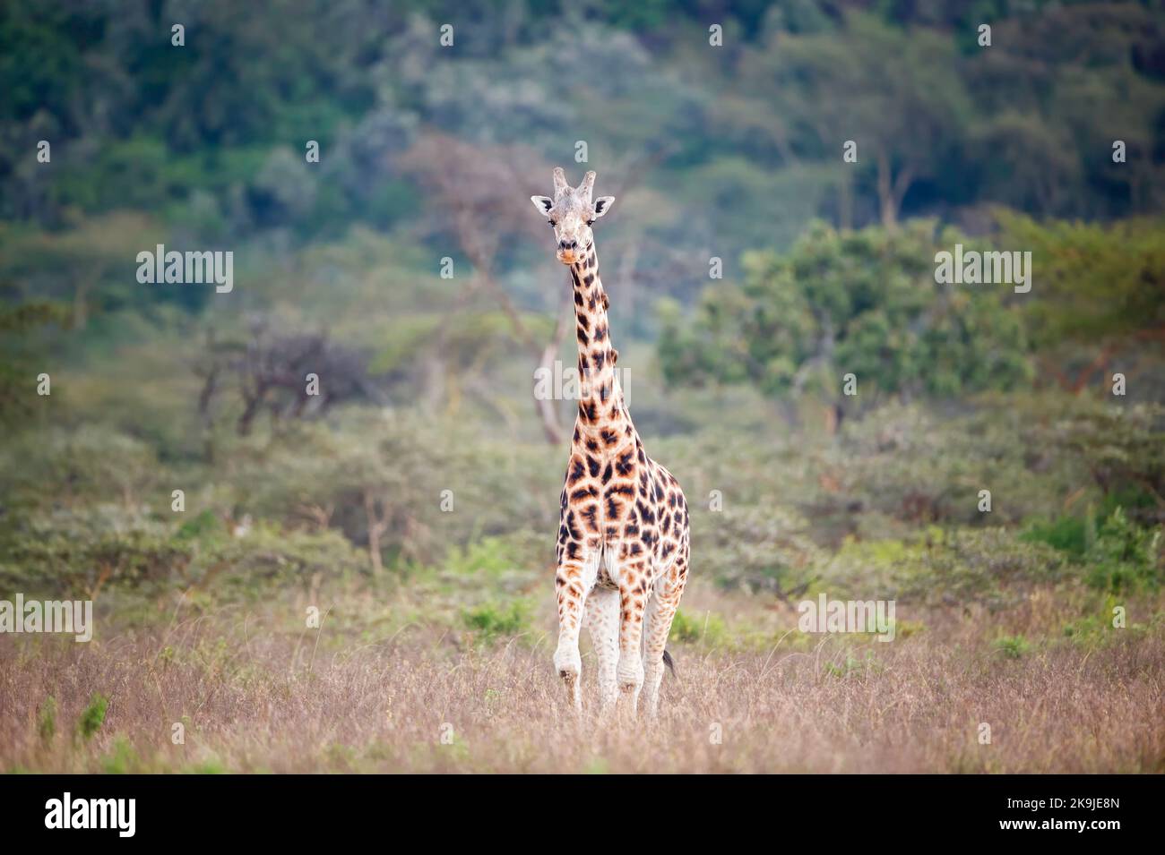 A Rothchild's giraffe at Lake Nakuru in Kenya. Stock Photo