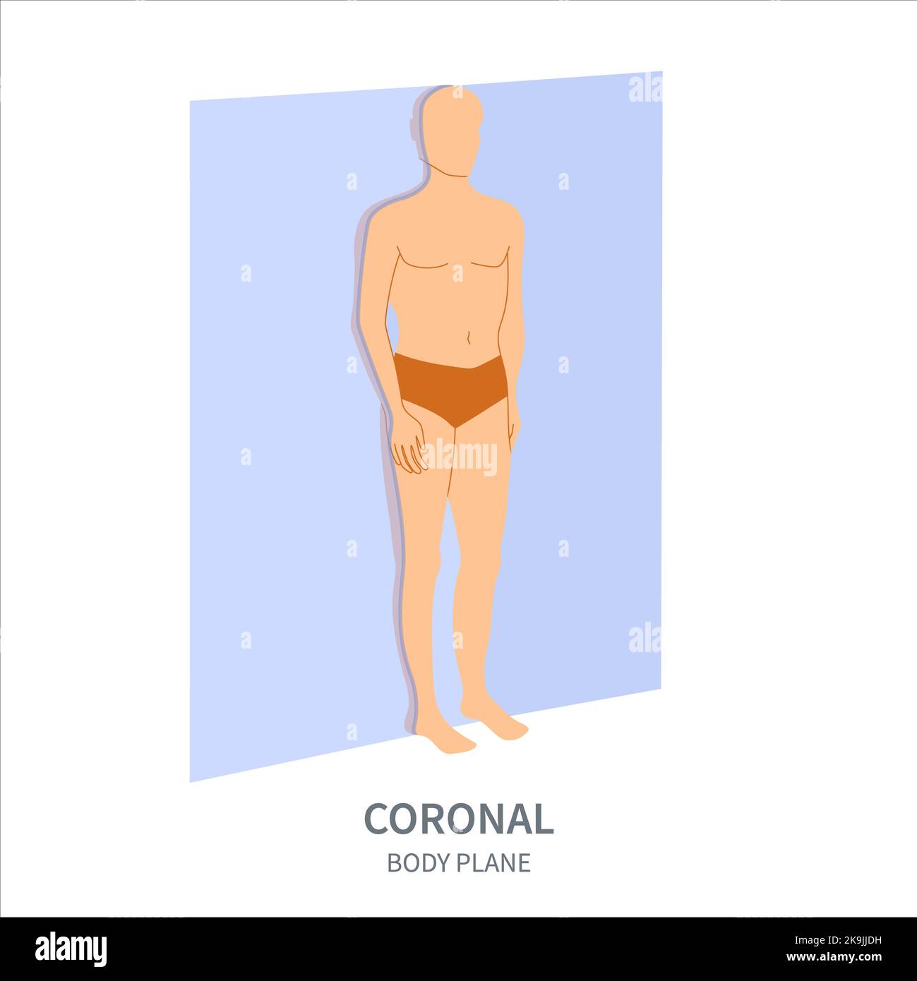 Coronal body plane, illustration Stock Photo