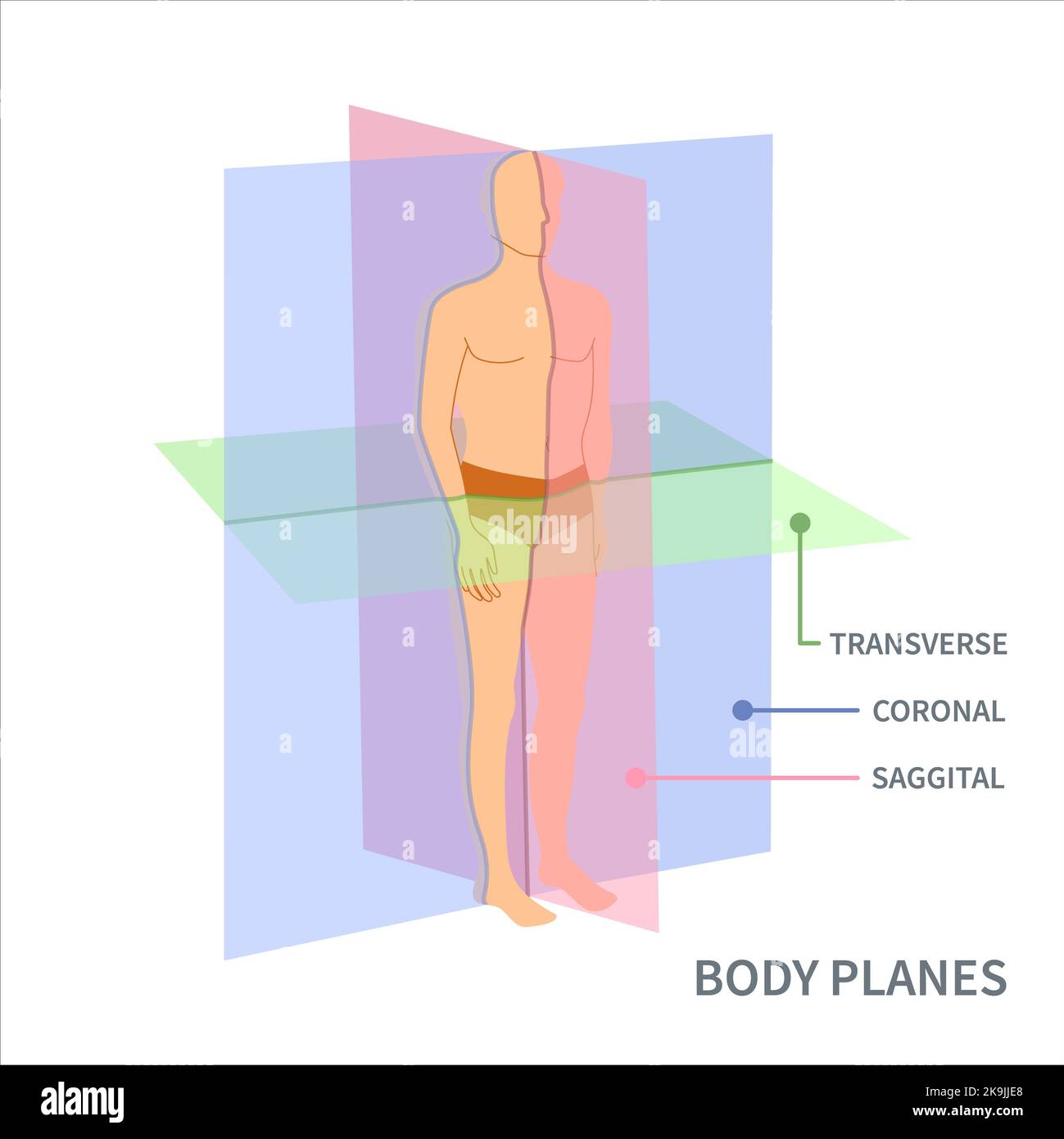 Body planes, illustration Stock Photo