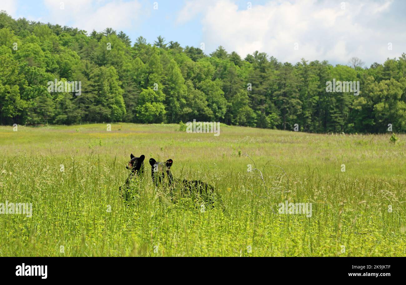 Black bear mama cub hi-res stock photography and images - Alamy